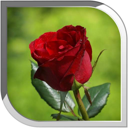 Rose Live Wallpaper 10.12.2