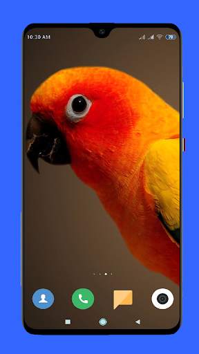 Parrot Wallpaper HD screenshot 14