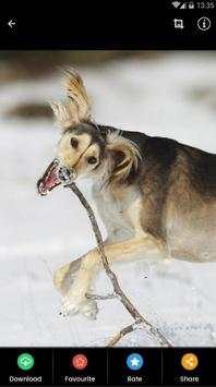 Saluki Dog Wallpaper screenshot 6