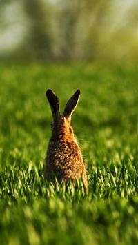 Rabbits Wallpapers screenshot 9