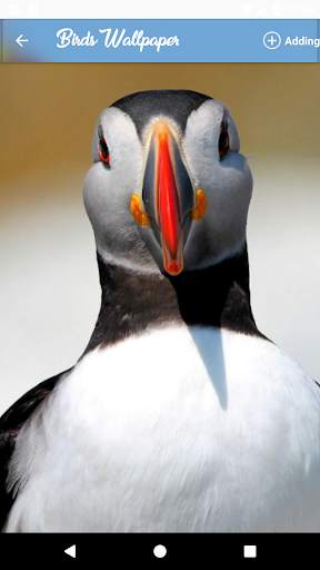 HQ Birds Wallpaper screenshot 4