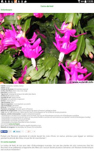 Au Cactus screenshot 19
