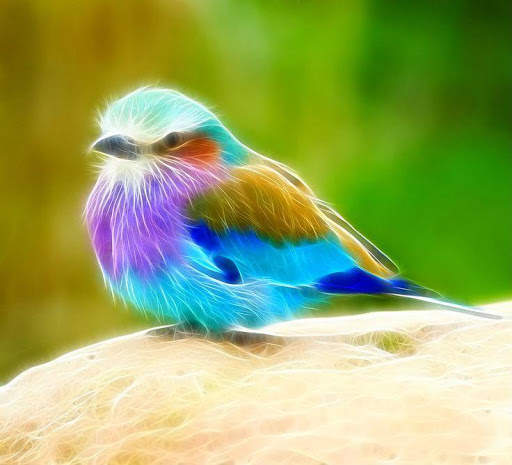 Birds Images App screenshot 4