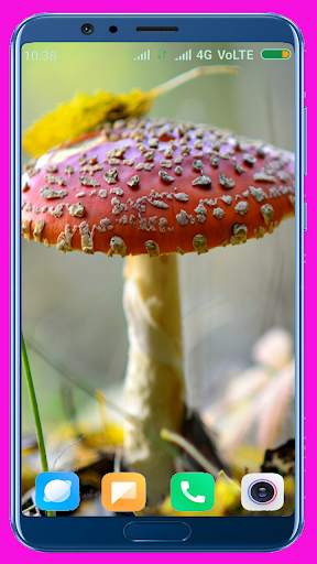 Mushroom HD Wallpaper screenshot 7