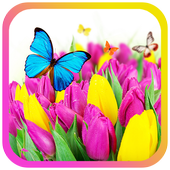 Tulips Flowers fild LWP icon