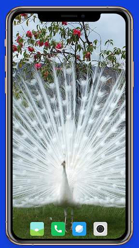 Peacock HD Wallpaper screenshot 11