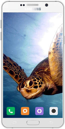 Turtle Wallpaper HD screenshot 11