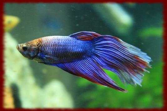 Fighting Fish wallpapers screenshot 3