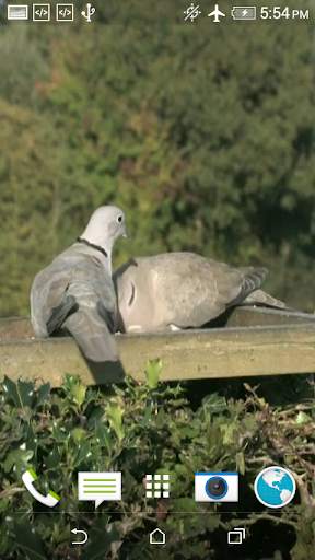 Dove 3D screenshot 7