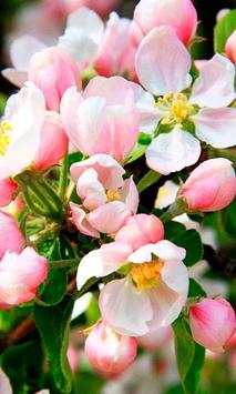 Apples Flowers live wallpaper screenshot 1