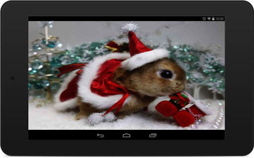 Christmas Pets Wallpapers screenshot 8