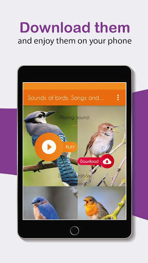 Sounds of birds. Songs and bird tones. screenshot 8