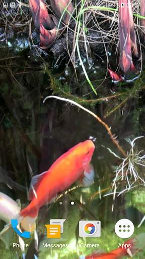 Koi Video Live Wallpaper FREE screenshot 2
