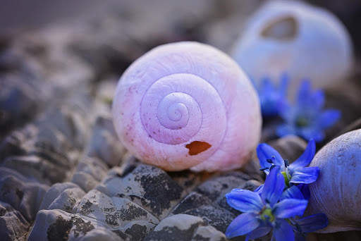 Seashells Live Wallpaper (Backgrounds) screenshot 8