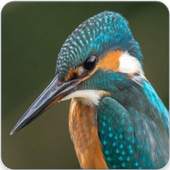 Common Kingfisher Bird Call : Kingfisher Sound 1.1.0