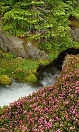 Mountain stream live wallpaper screenshot 3