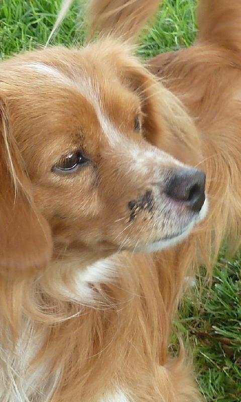 Cavalier King Spaniel Jigsaw screenshot 3