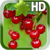 Berry Live Wallpaper 1.1