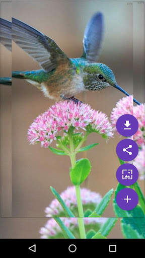 Flying Birds Live Wallpaper screenshot 7