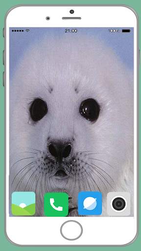 Harb Seal Full HD Wallpaper screenshot 8