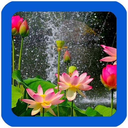 Nature Flowers Wallpaper 1.0