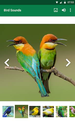 Bird Sounds screenshot 4