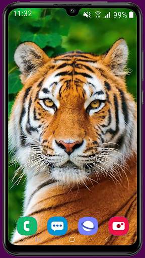 Royal Tiger Wallpaper HD 2 تصوير الشاشة