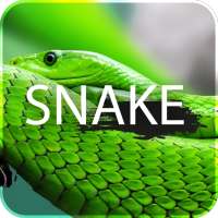Snake Live Wallpaper logo