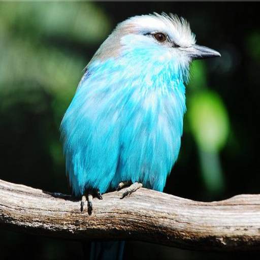 Bird Identification 2.0.3
