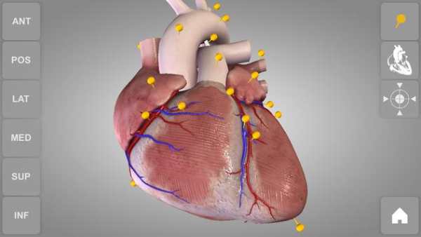 Heart 3D Anatomy Lite screenshot 12