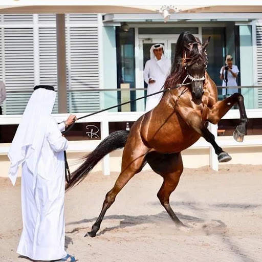 خيول المجد العربي скриншот 6