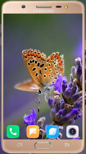 Butterfly Wallpaper Best HD screenshot 10