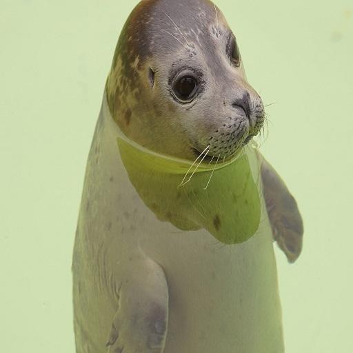 Seal Sound icon