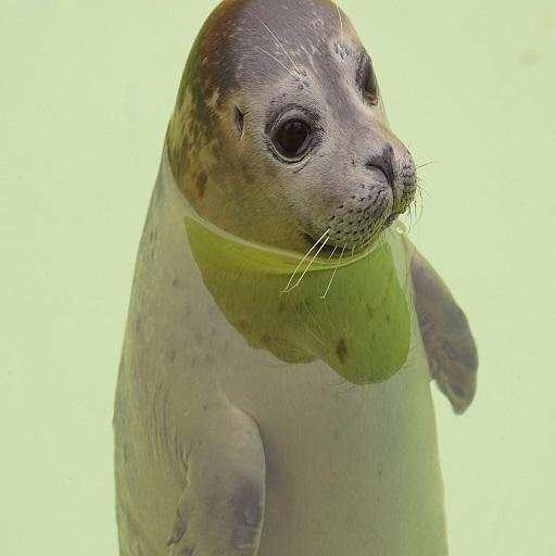 Seal Sound 1.41