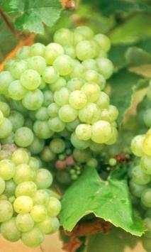 Grapes wallpapers screenshot 4