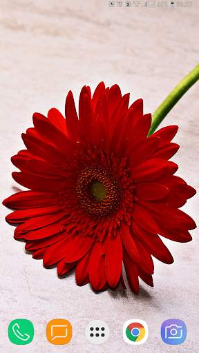 Flower Wallpaper screenshot 14