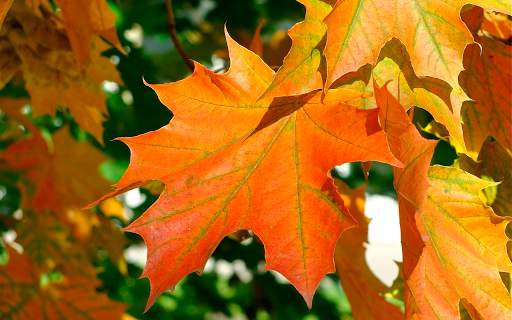 Autumn leaves Wallpapers (backgrounds & themes) screenshot 12
