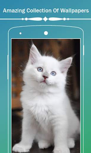 Cute Cat HD Wallpapers screenshot 7
