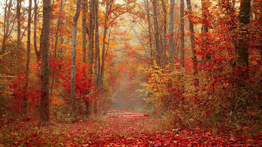 Autumn Live Wallpaper (wallpapers & backgrounds) screenshot 10