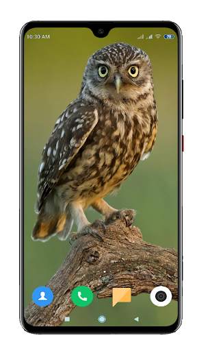 Owl Wallpaper HD screenshot 7