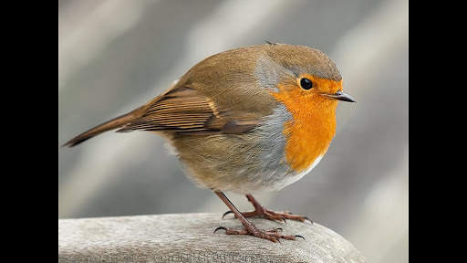 Robin. Birds Wallpapers скриншот 1