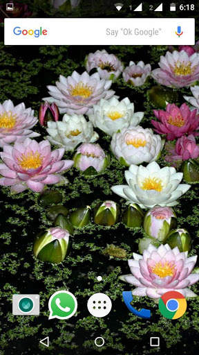 Water Lilies Flower Wallpaper screenshot 8