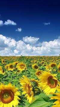 Summer Video Live Wallpaper скриншот 6