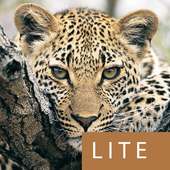 Mammals of SA Lite logo