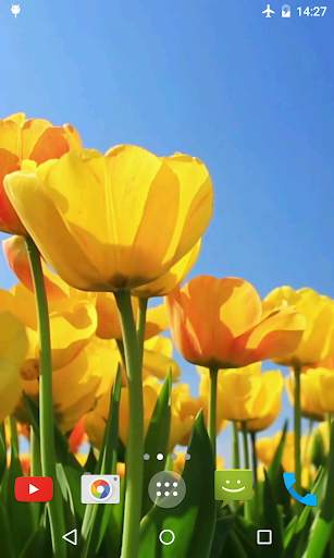 Tulips 4K Video Live Wallpaper screenshot 5