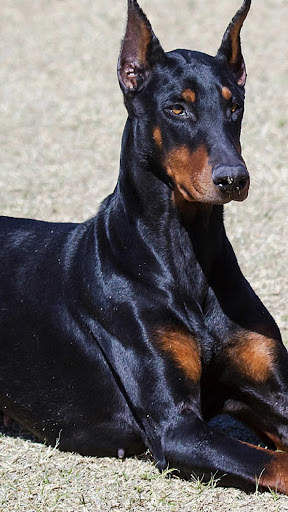 Doberman Wallpaper: backgrounds hd screenshot 3