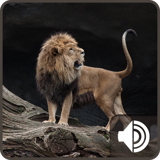 Lion Sounds icon