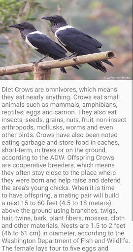 Crow Bird Fact screenshot 5