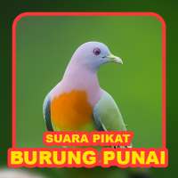 Suara Punai: Green Pigeon icon