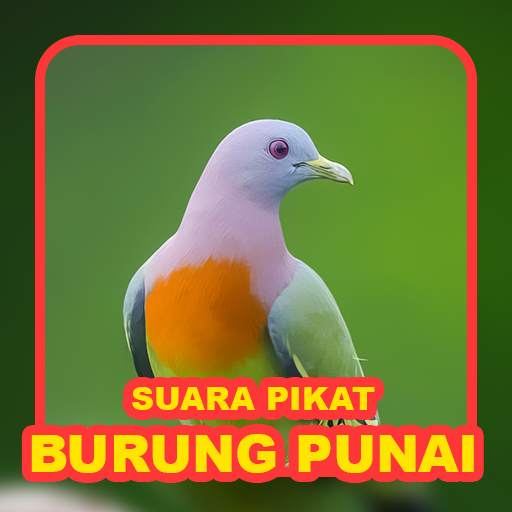 Suara Punai: Green Pigeon 24.1.1
